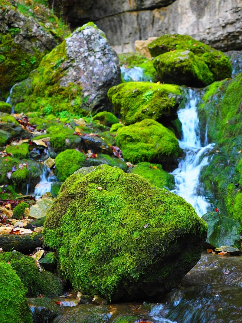 Moss and Greenery