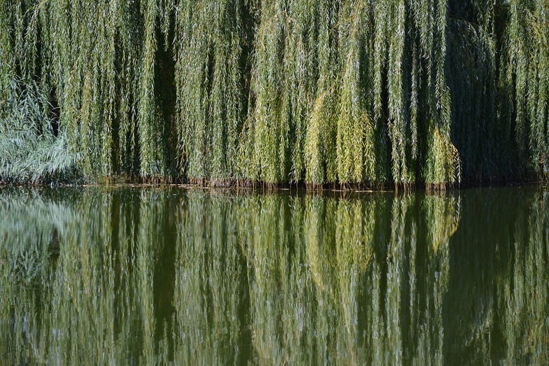 Willow Tree at Manor